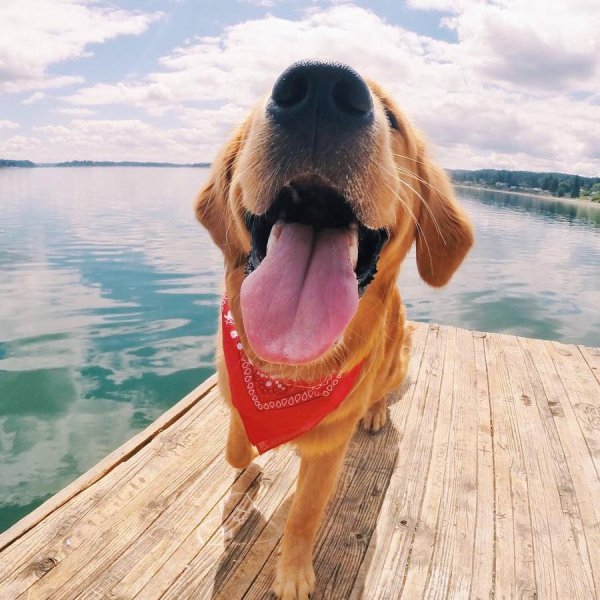 Собака в шляпе