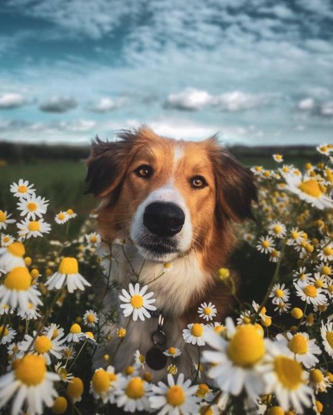 Собака в цветочном поле