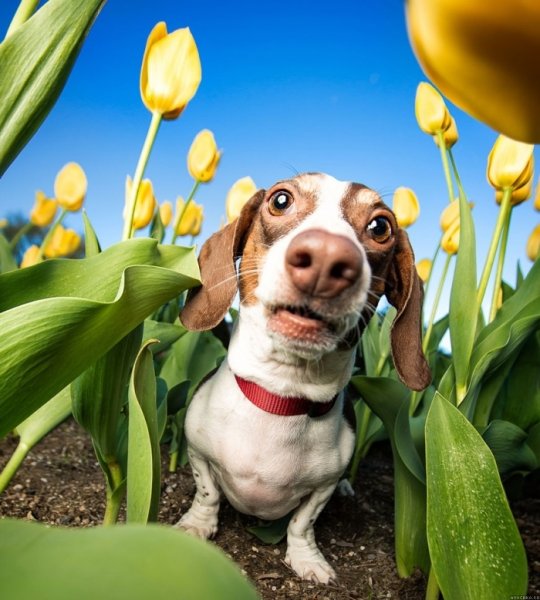 Собака на море