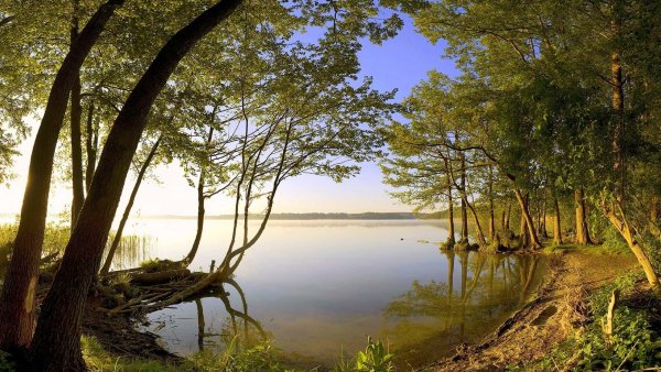 Летняя природа