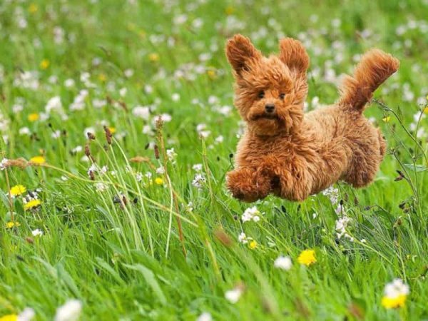 Цветы и животные