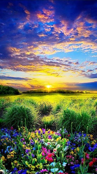 Горы цветы рассвет