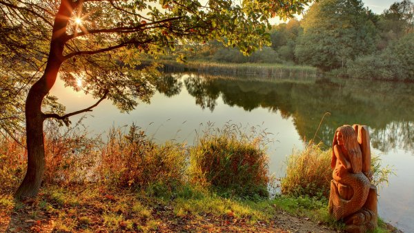 Цветущий луг Иван чай Россия