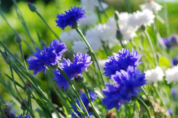 Полевые цветы васильки