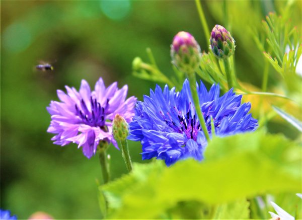 Василек Солнечный