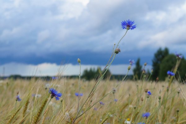 «Поле Васильков»