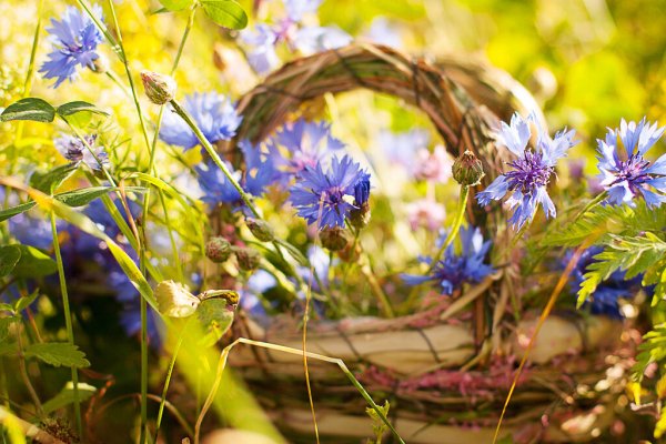 Васильки в лесу