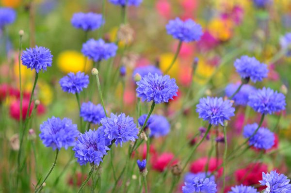 Лето васильки