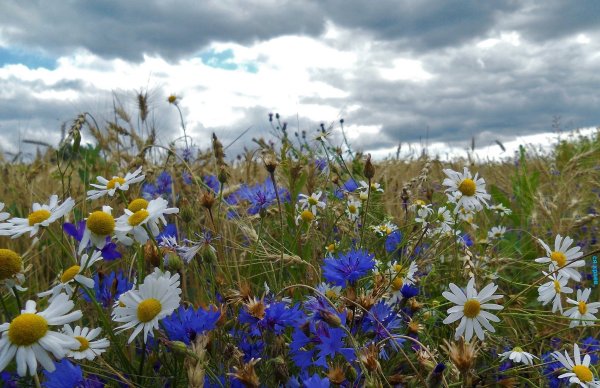 Василек Ясная Поляна