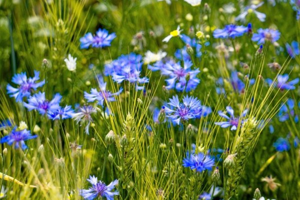 Ромашки с васильками