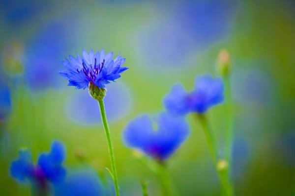 Голубые полевые цветы