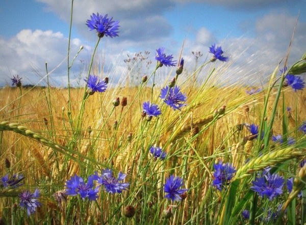 Васильки Ушинский