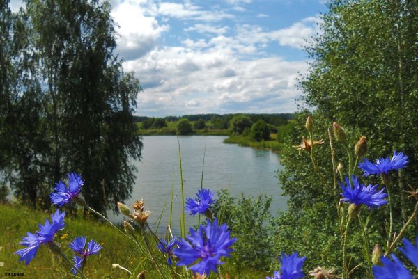Разбрелись возле тихой реки васильки васильки