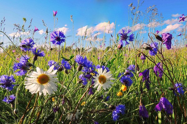 Полевые цветы