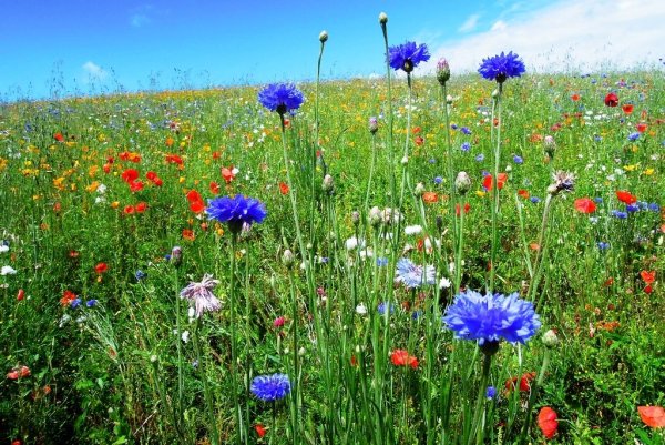 Полевые цветы васильки