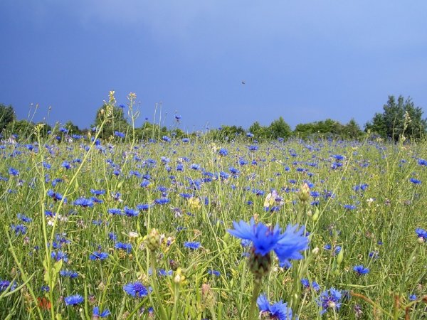 Красивый луг с васильками