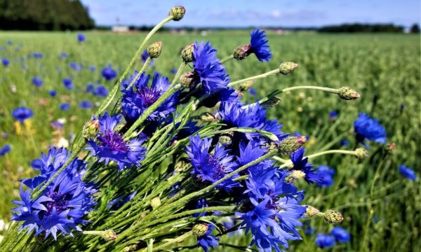 Василек полевой