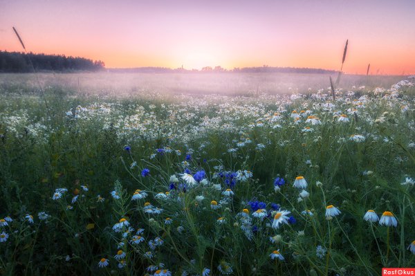 Поле ромашек и Васильков