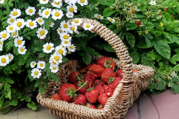 Корзина с клубникой