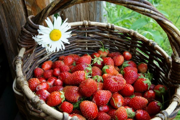 Земляника Лесная в лукошке