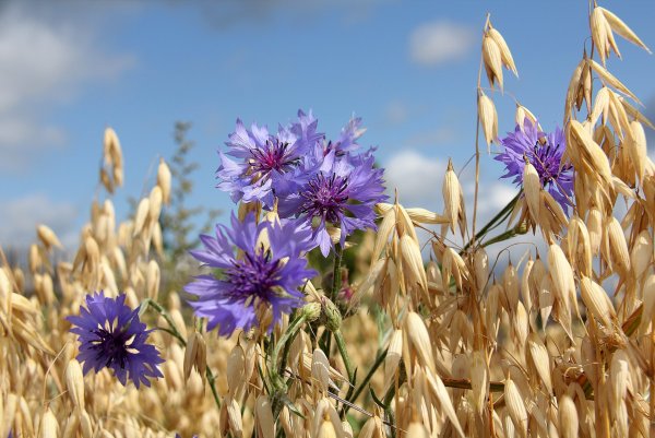 Василек Василек мой