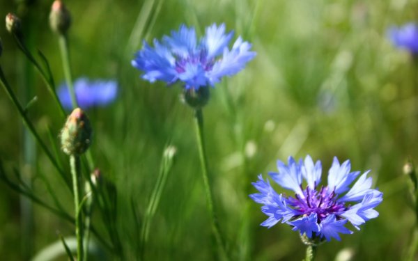 «Поле Васильков»