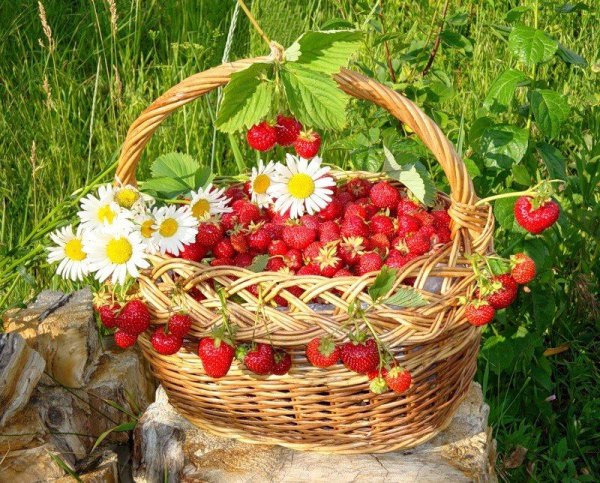 Корзинка с летними цветами