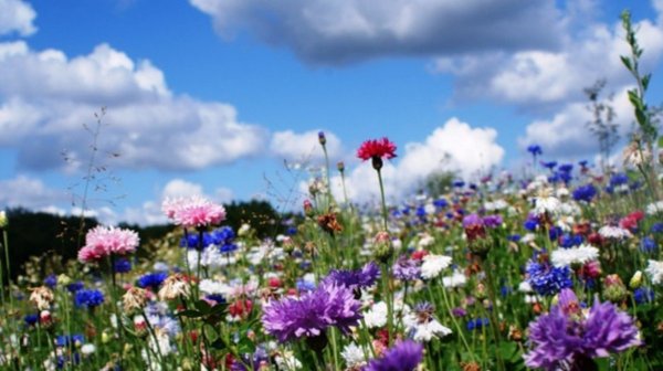 Ромашки и васильки и речка