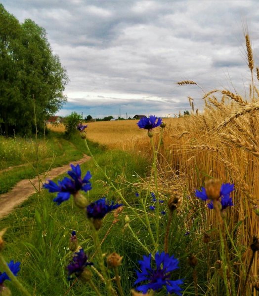 Васильки в пшеничном поле