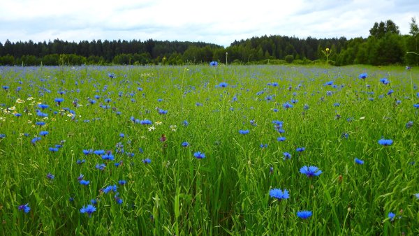 Поляна с васильками