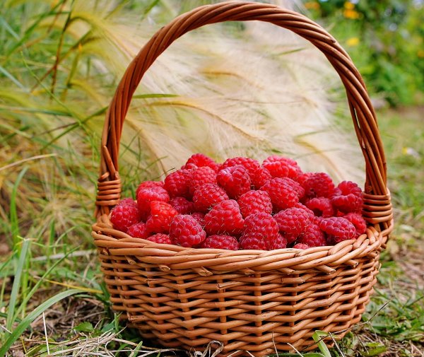 Земляника в корзинке