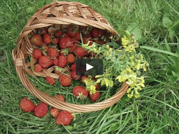 Корзина с клубникой