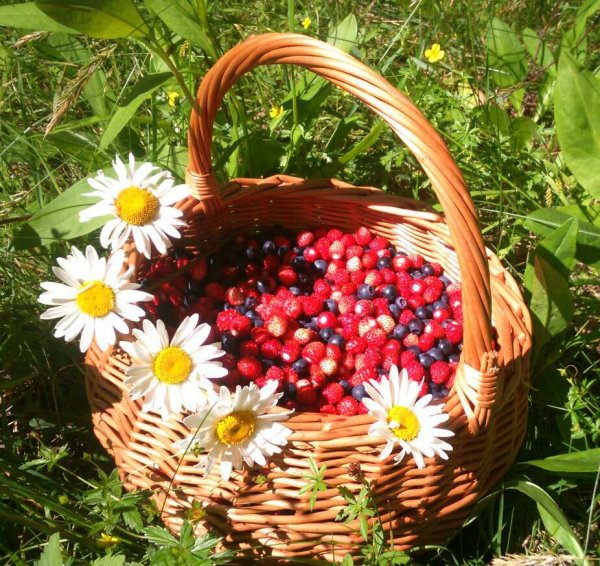 Лето ягоды цветы