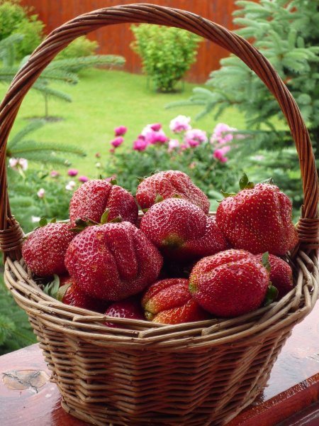 Красивый летний букет