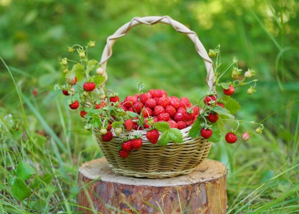 Урожай клубники