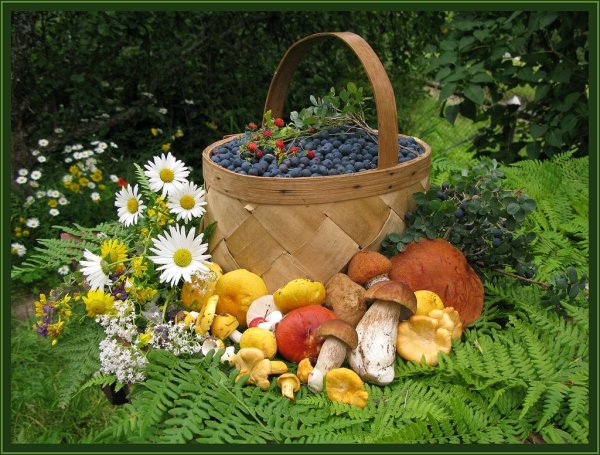 Лукошко с лесными дарами