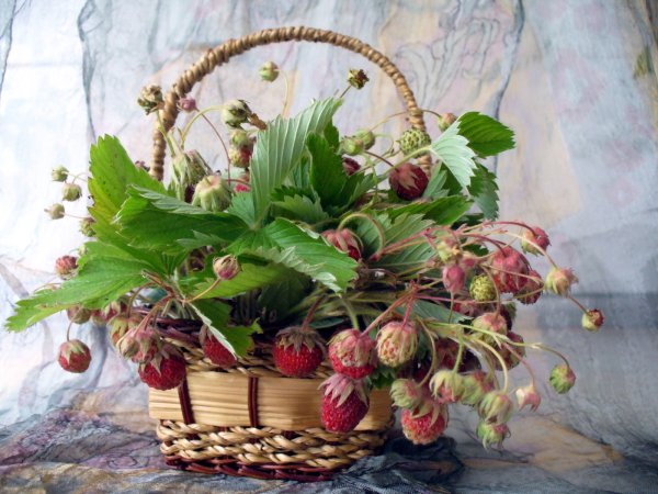 Цветок клубники