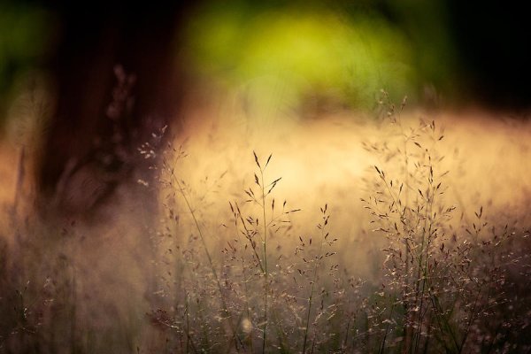 Печальное лето