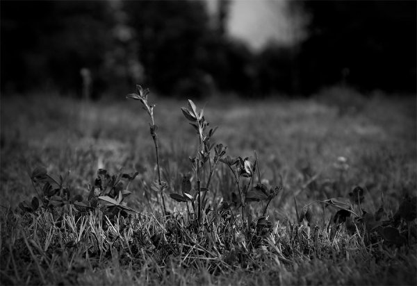 Печальное лето