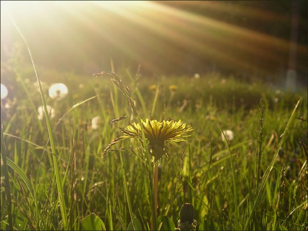 Одуванчик в солнечных лучах