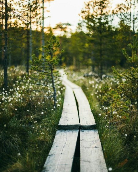 Печальный пейзаж