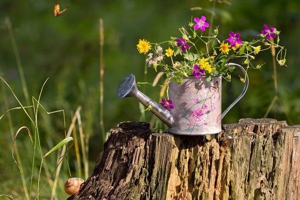 Цветы в лейке