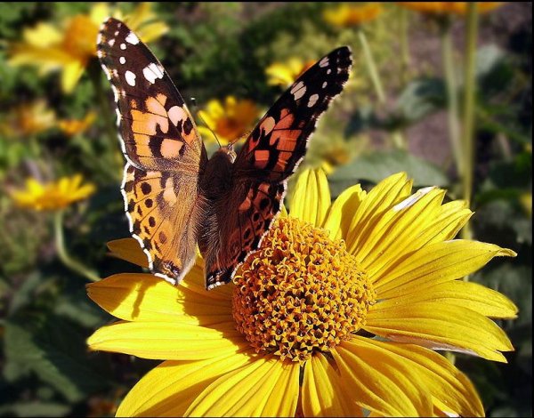 Кусочек лета картинки