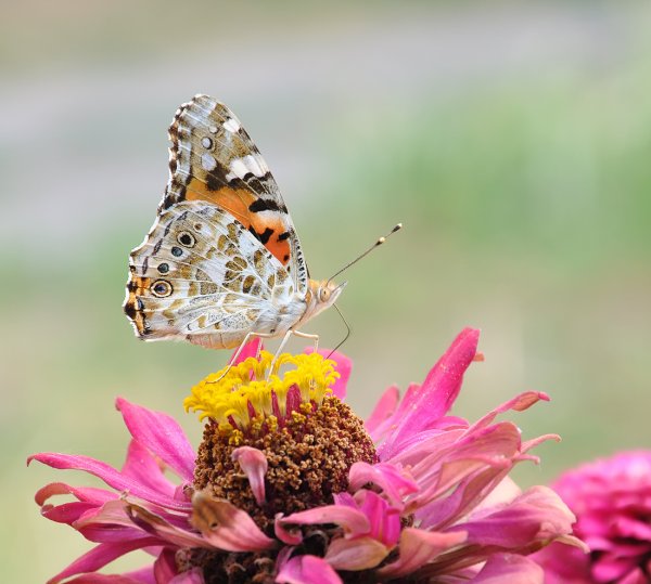 Частичка лета картинки
