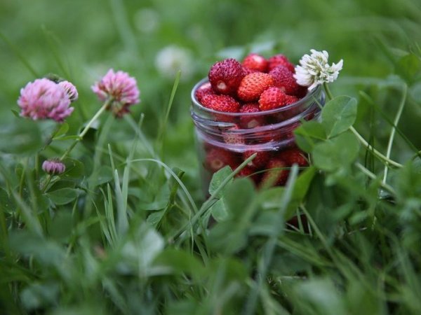 Кусочек лета