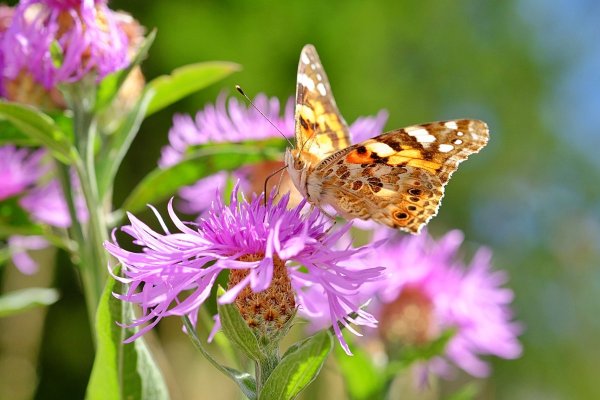 Картинки кусочек лето с цветами