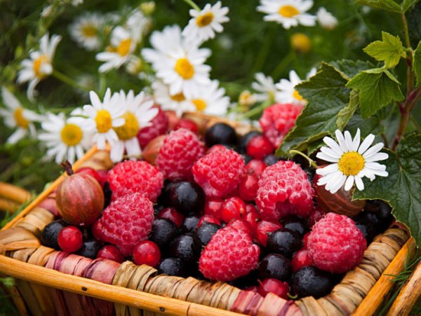 Летние цветы