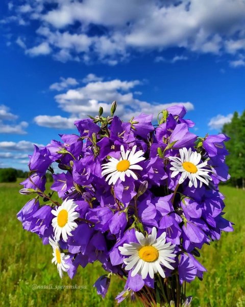 Лето ягоды цветы