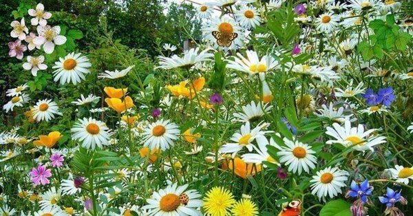 Девушка лежит в ромашках