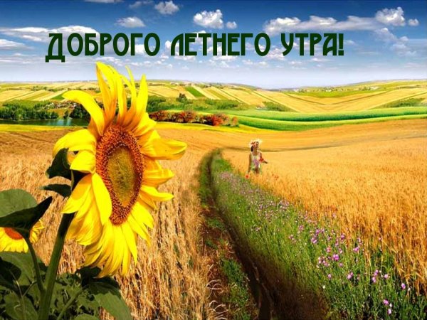 Августовские полевые цветы